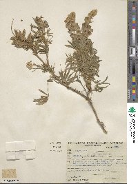 Lupinus paniculatus image