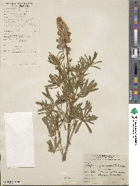 Lupinus paniculatus image