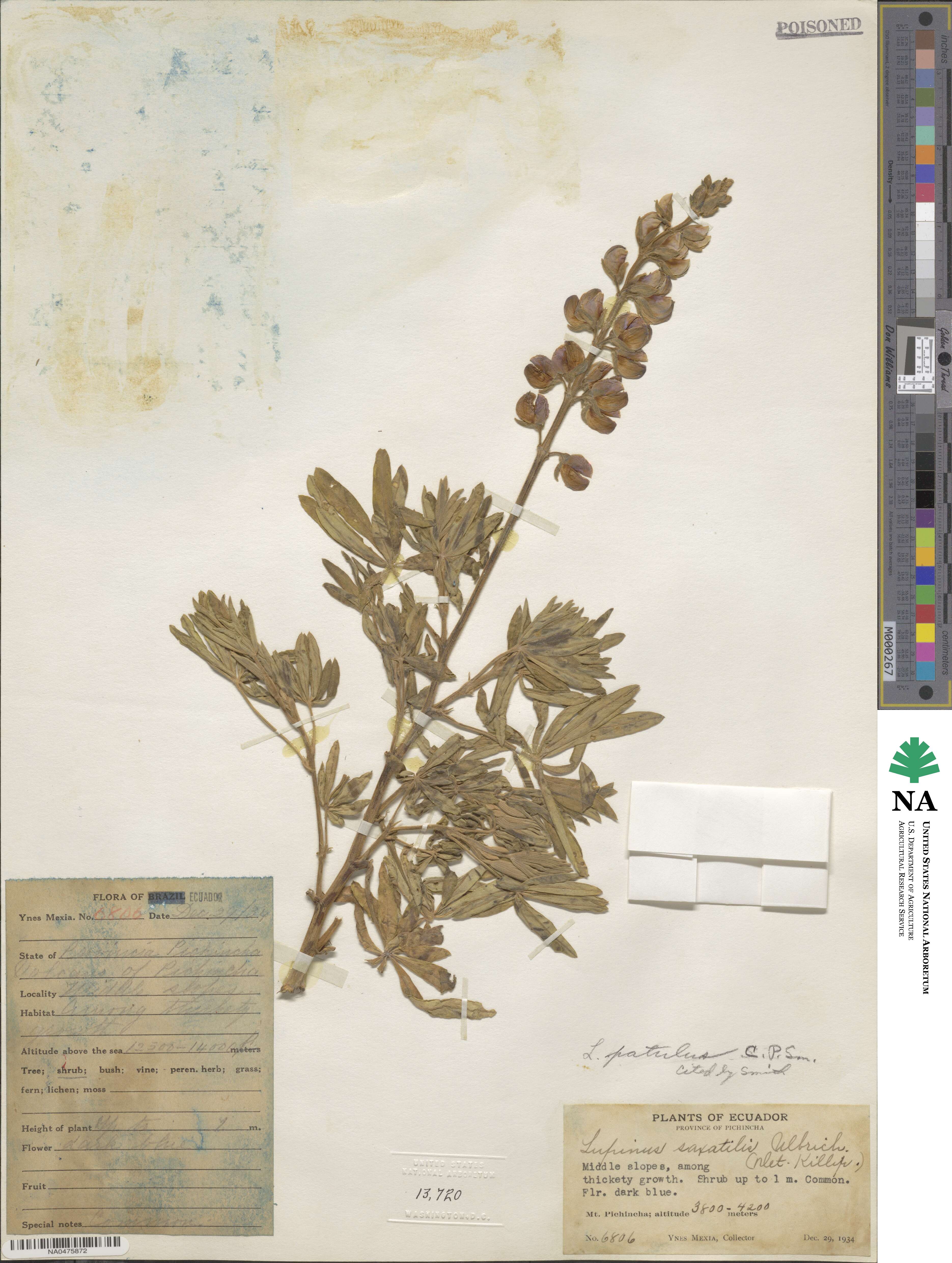 Lupinus patulus image