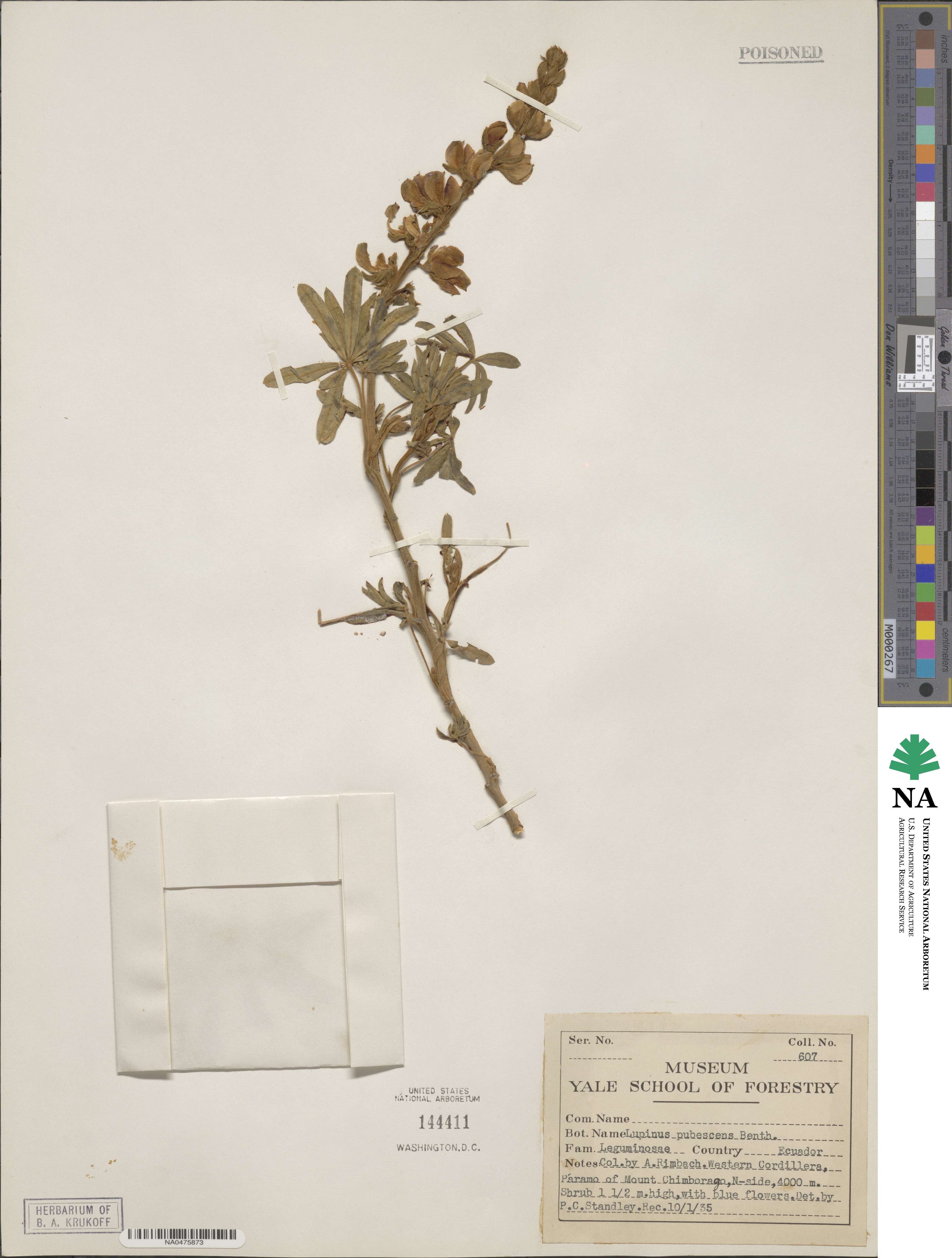 Lupinus pubescens image