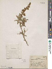 Lupinus pubescens image