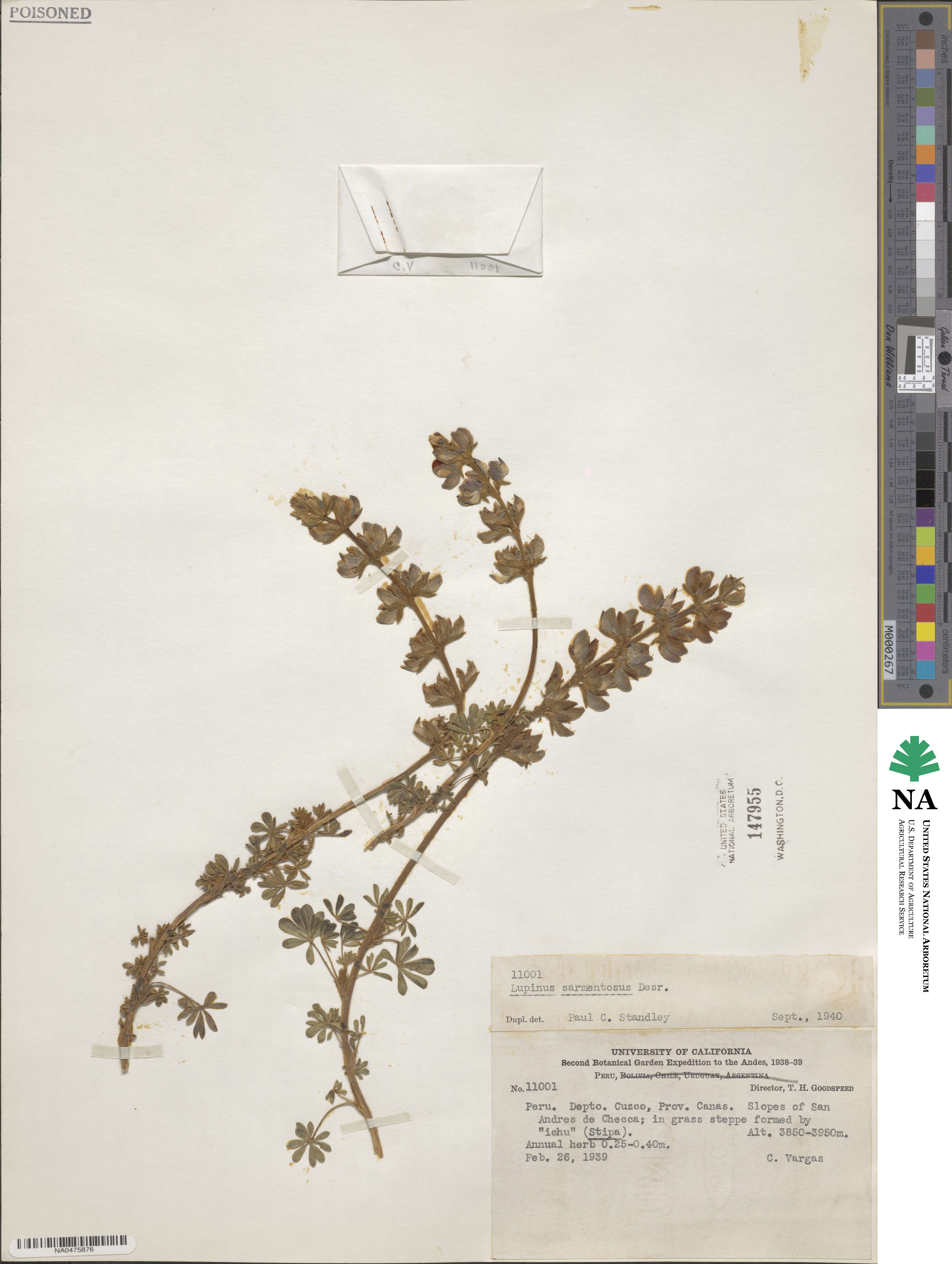 Lupinus sarmentosus image