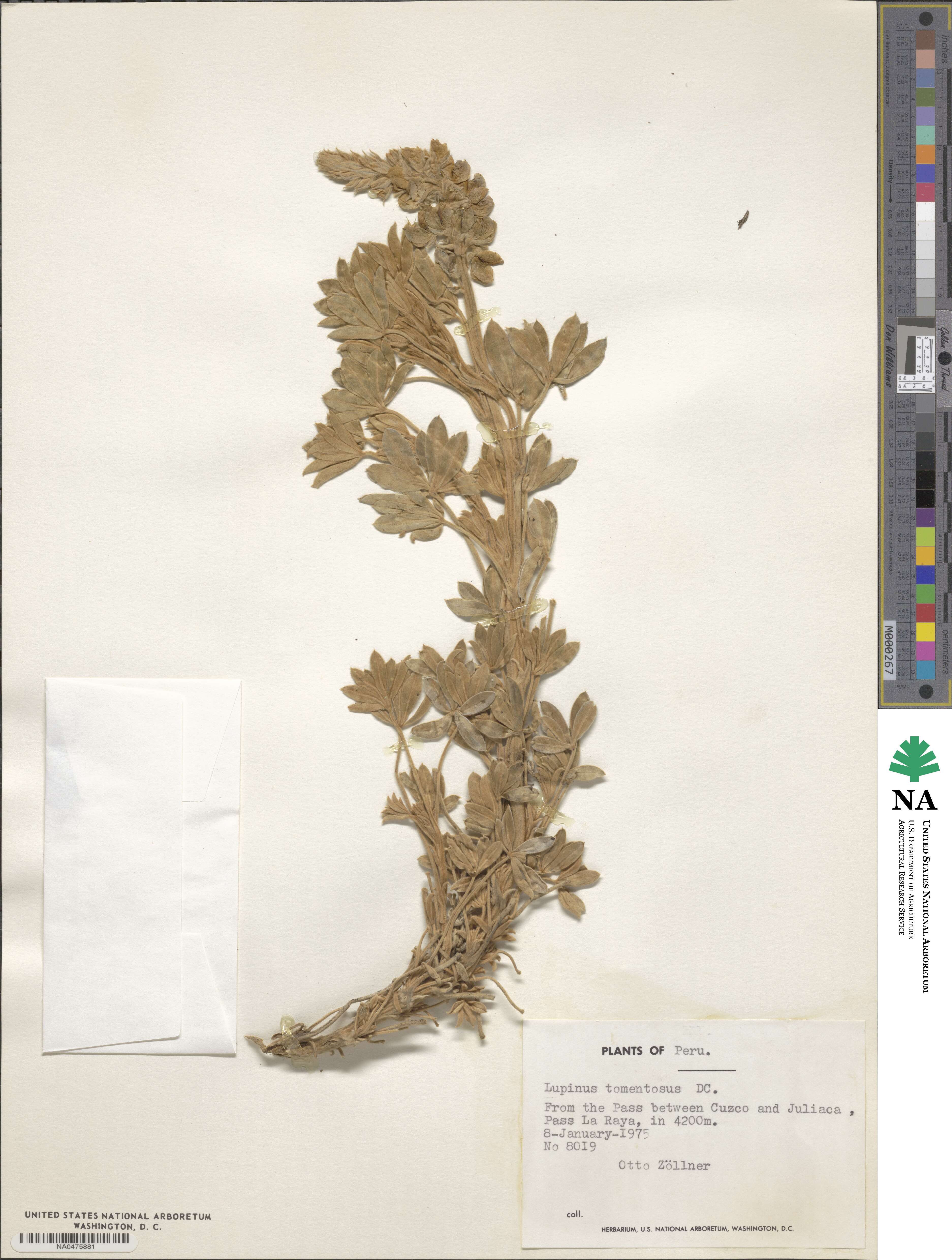 Lupinus tomentosus image
