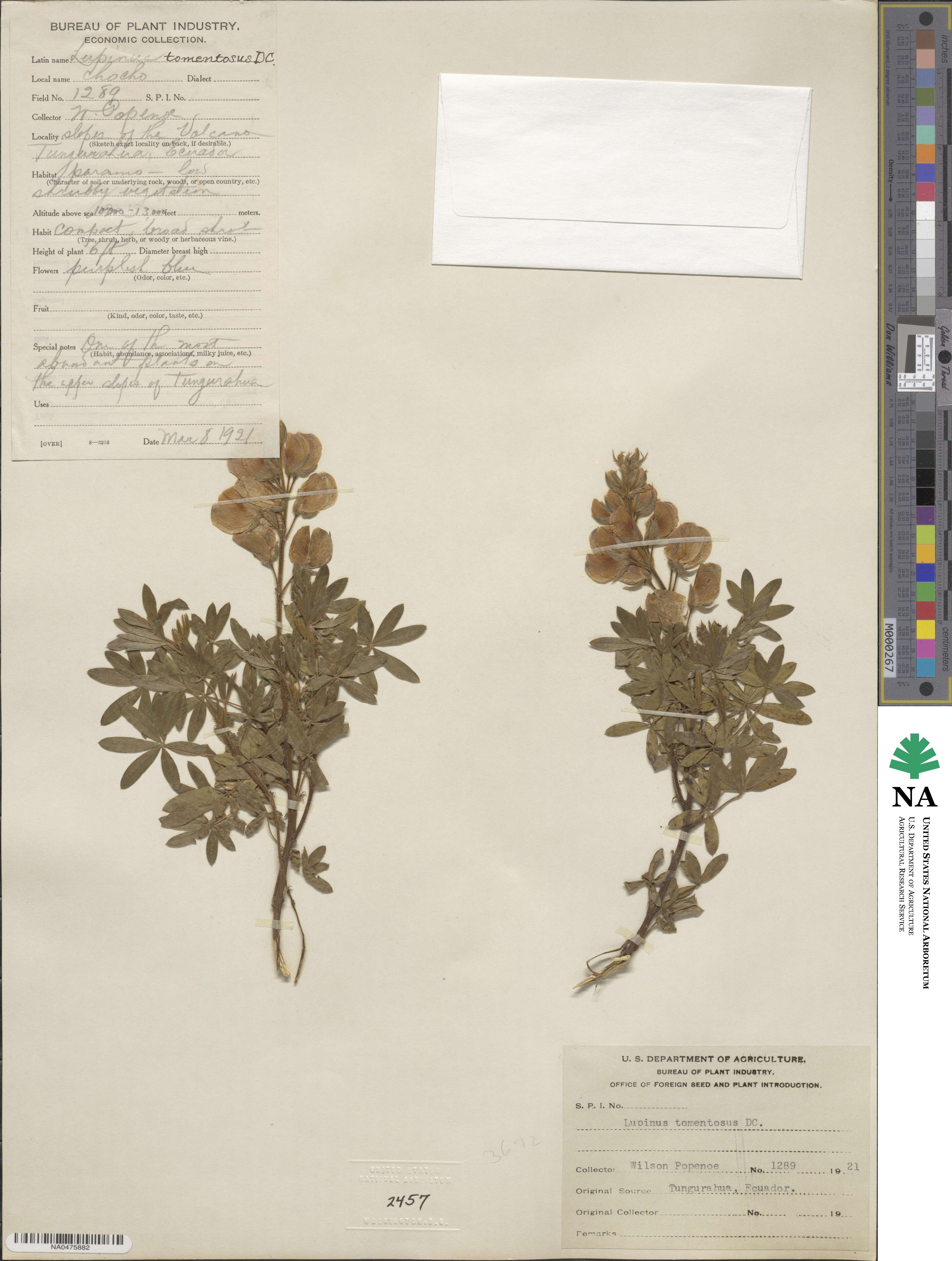 Lupinus tomentosus image