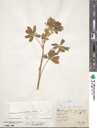 Lupinus albus image