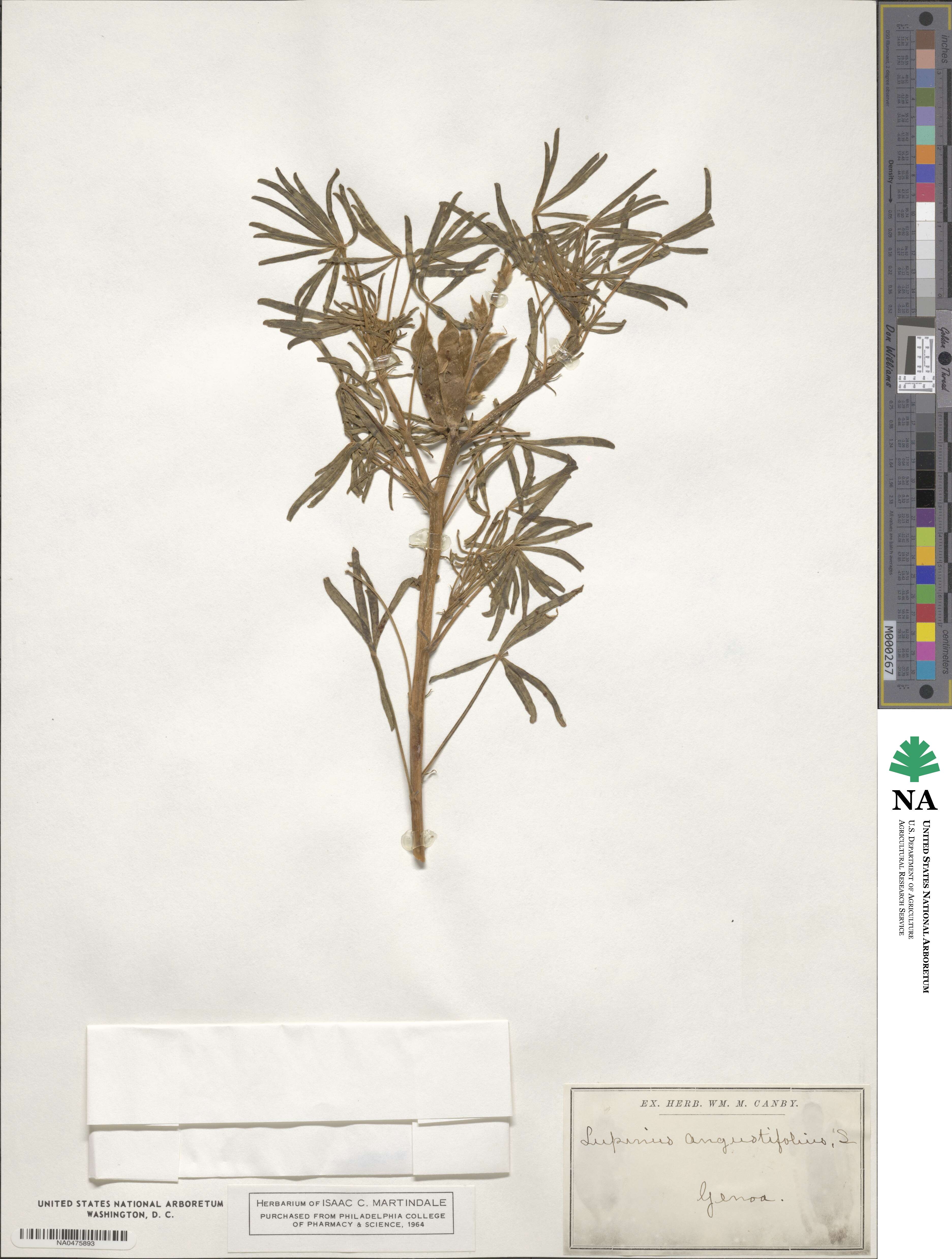 Lupinus angustifolius image