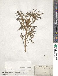 Lupinus angustifolius image