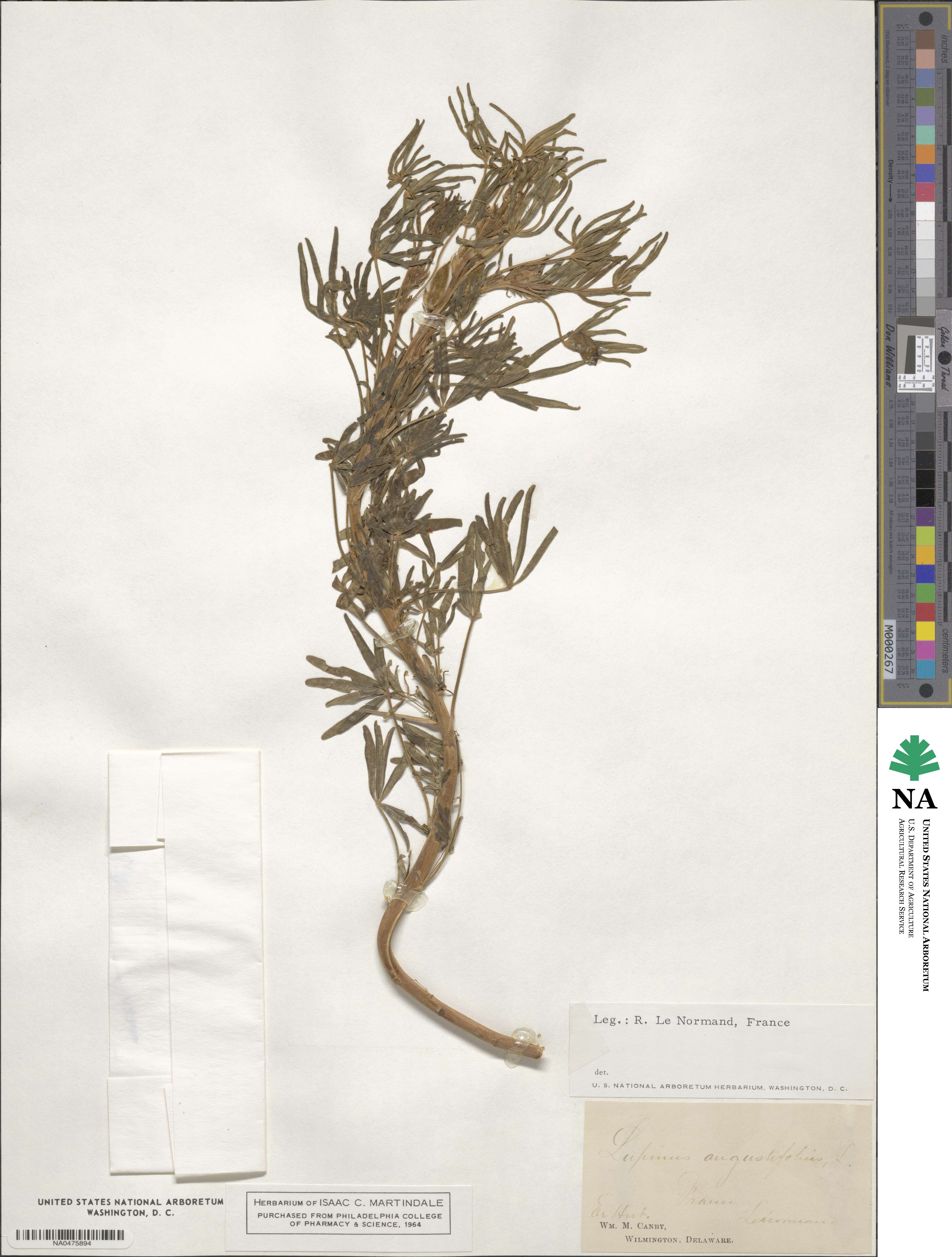 Lupinus angustifolius image