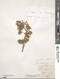 Lupinus pilosus image