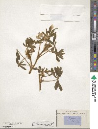 Lupinus pilosus image