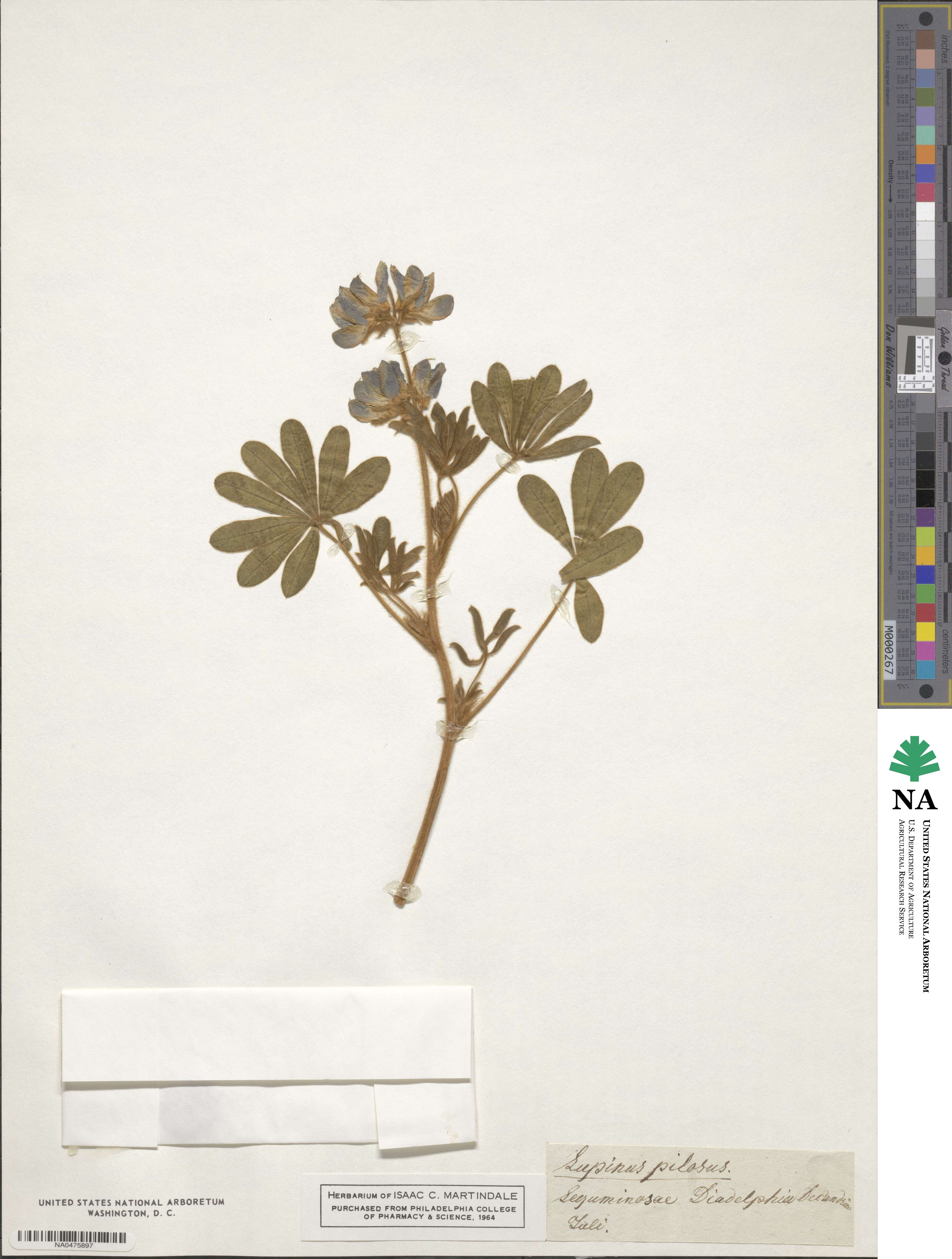 Lupinus pilosus image