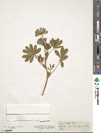 Lupinus pilosus image