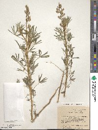 Lupinus angustifolius image