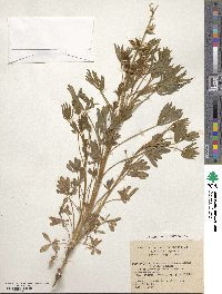 Lupinus luteus image