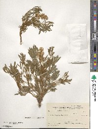 Lupinus luteus image