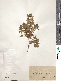 Lupinus palaestinus image