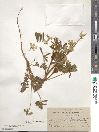 Lupinus palaestinus image