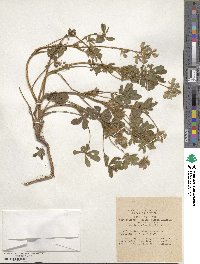 Lupinus palaestinus image