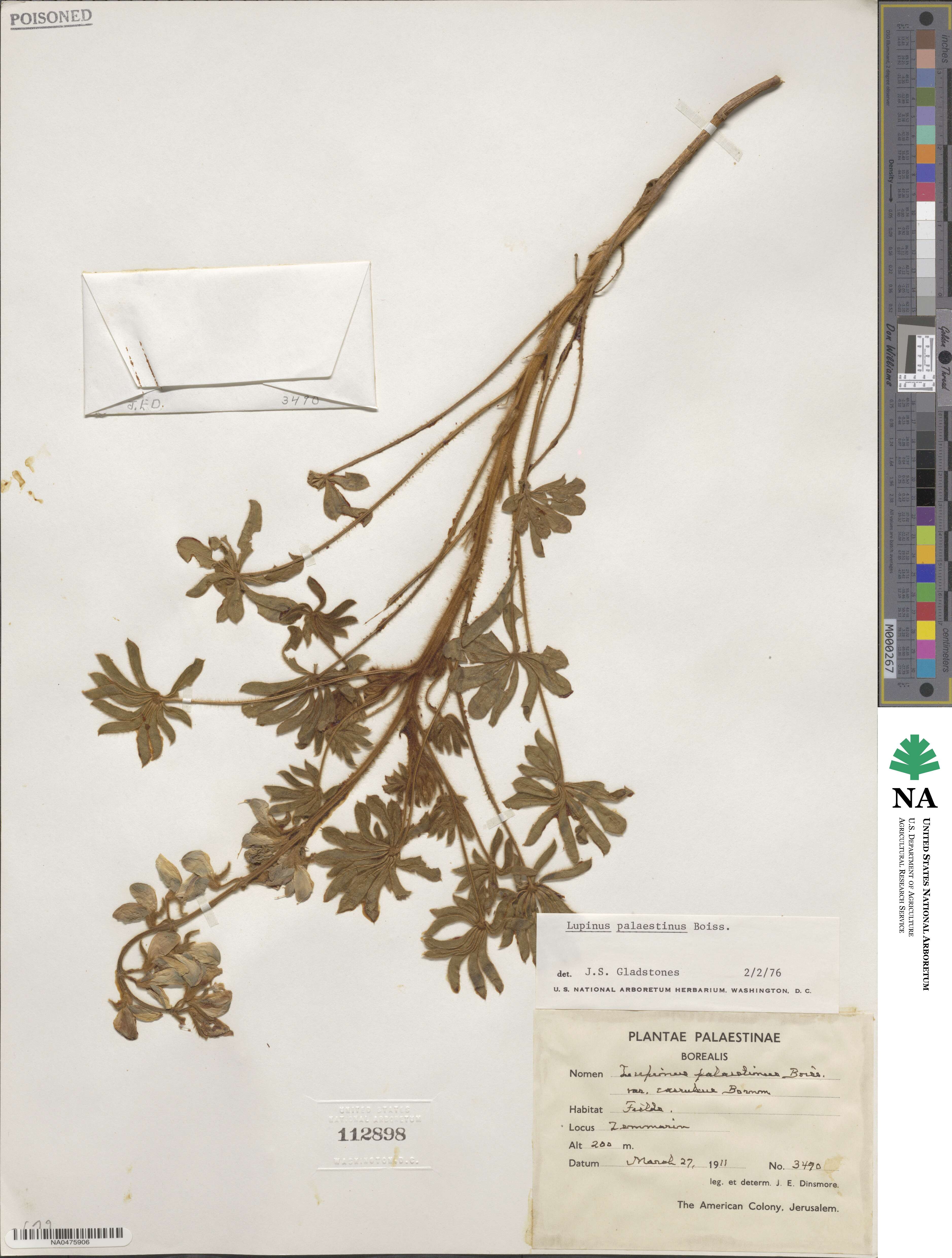 Lupinus palaestinus image