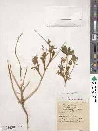 Lupinus palaestinus image