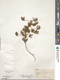 Lupinus pilosus image