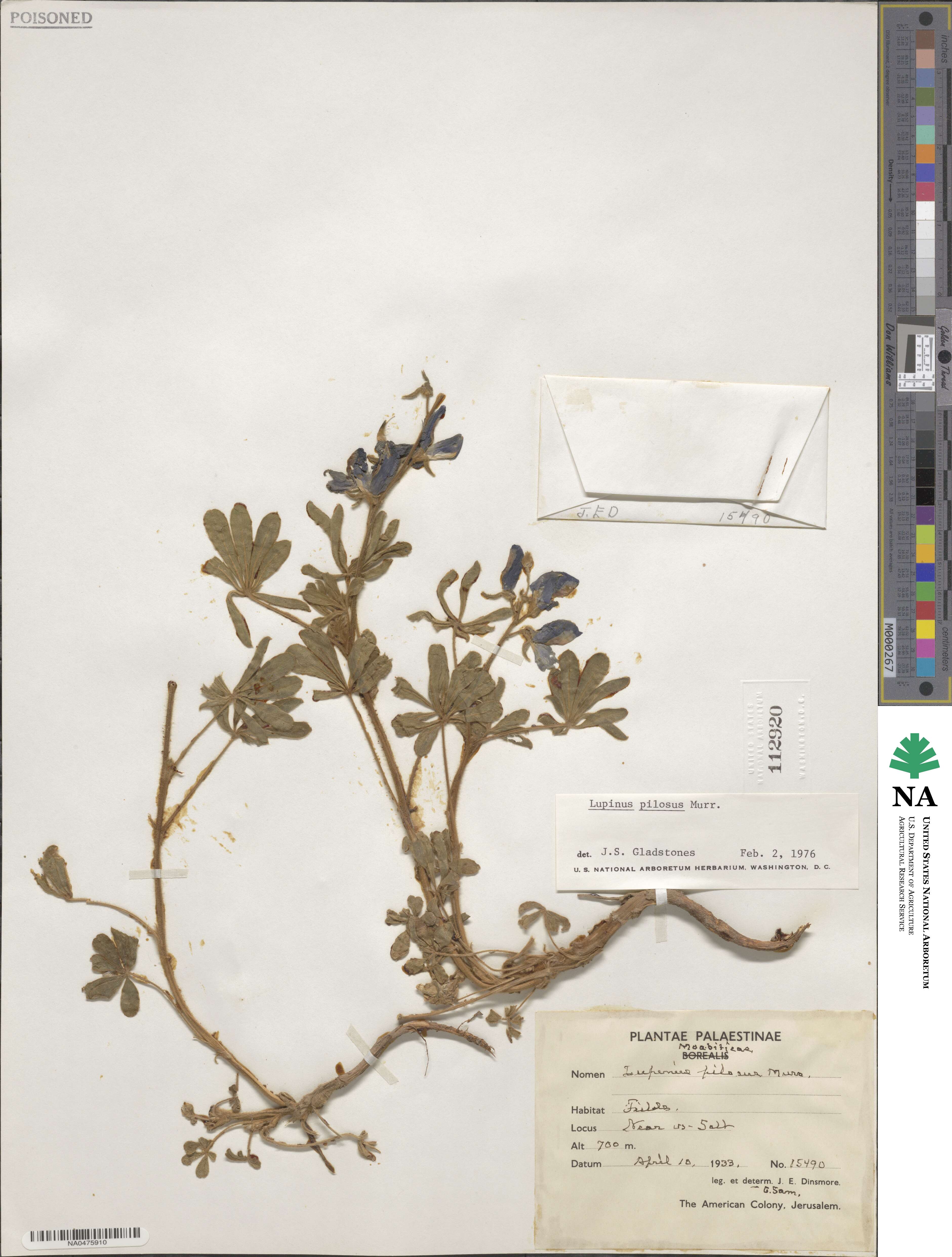Lupinus pilosus image