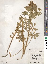 Lupinus albus image