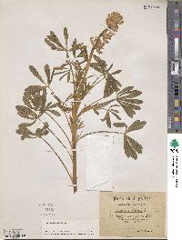 Lupinus luteus image