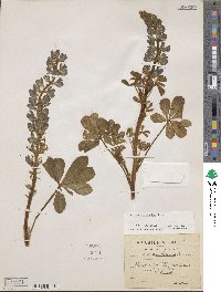 Lupinus micranthus image