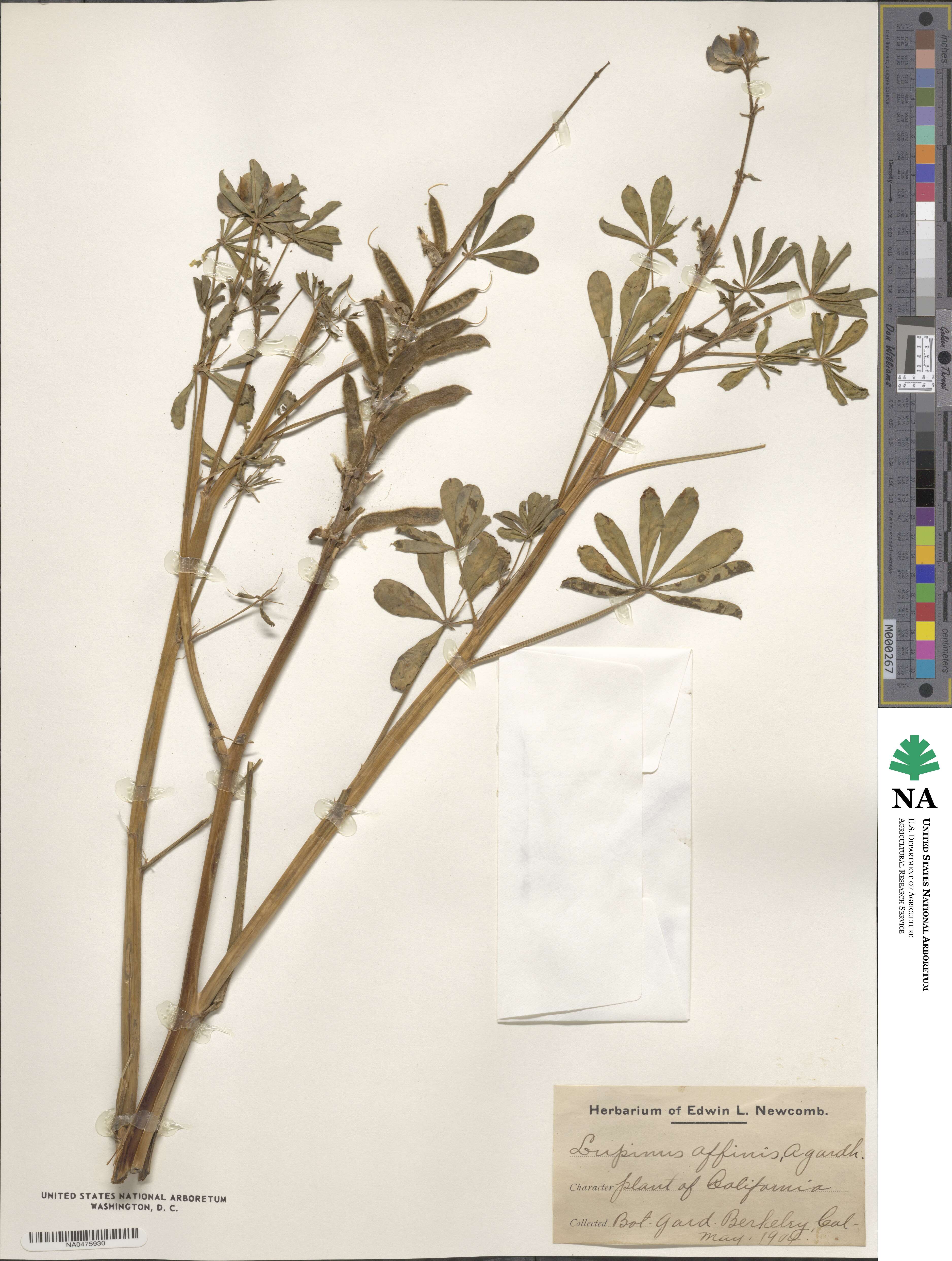 Lupinus affinis image