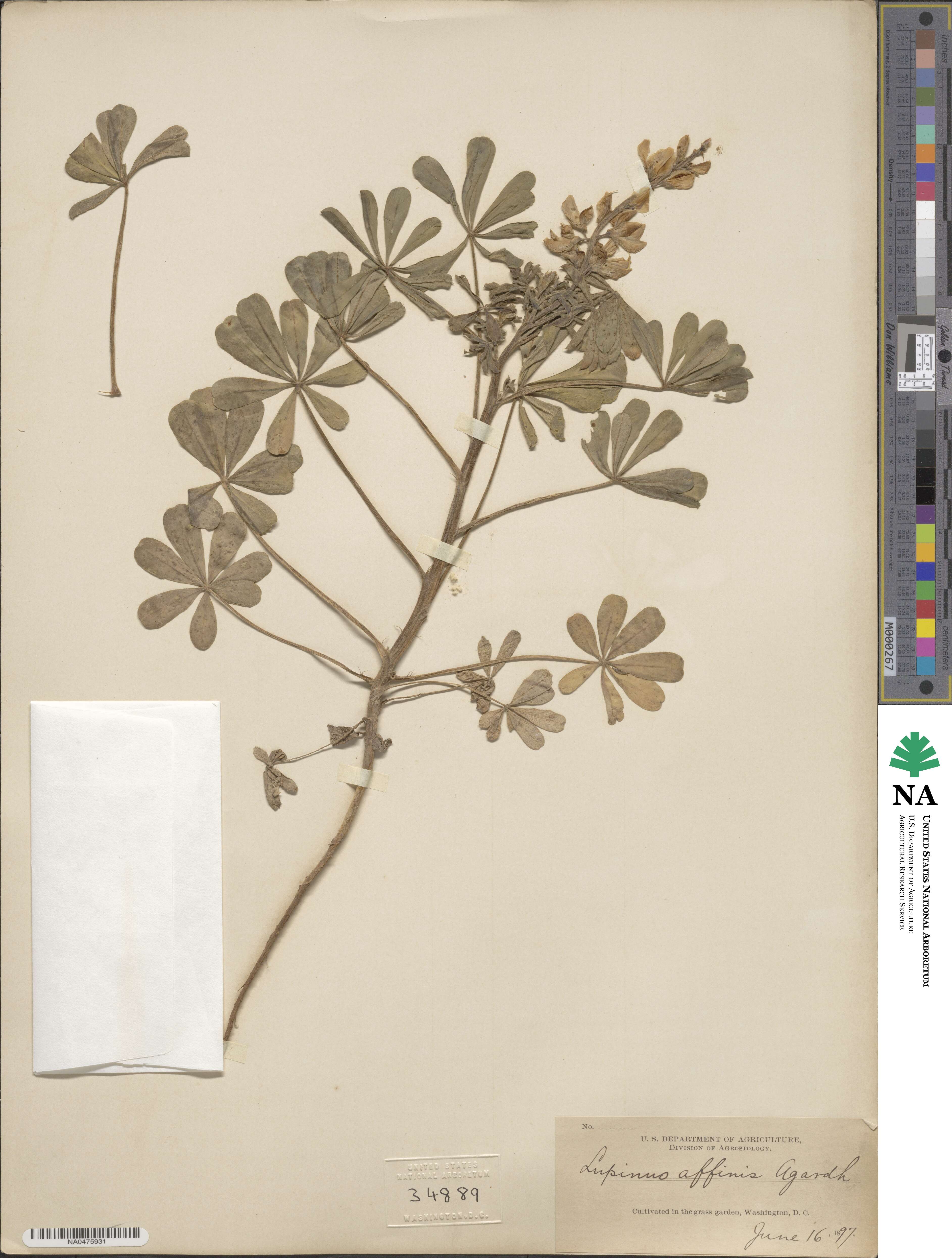 Lupinus affinis image