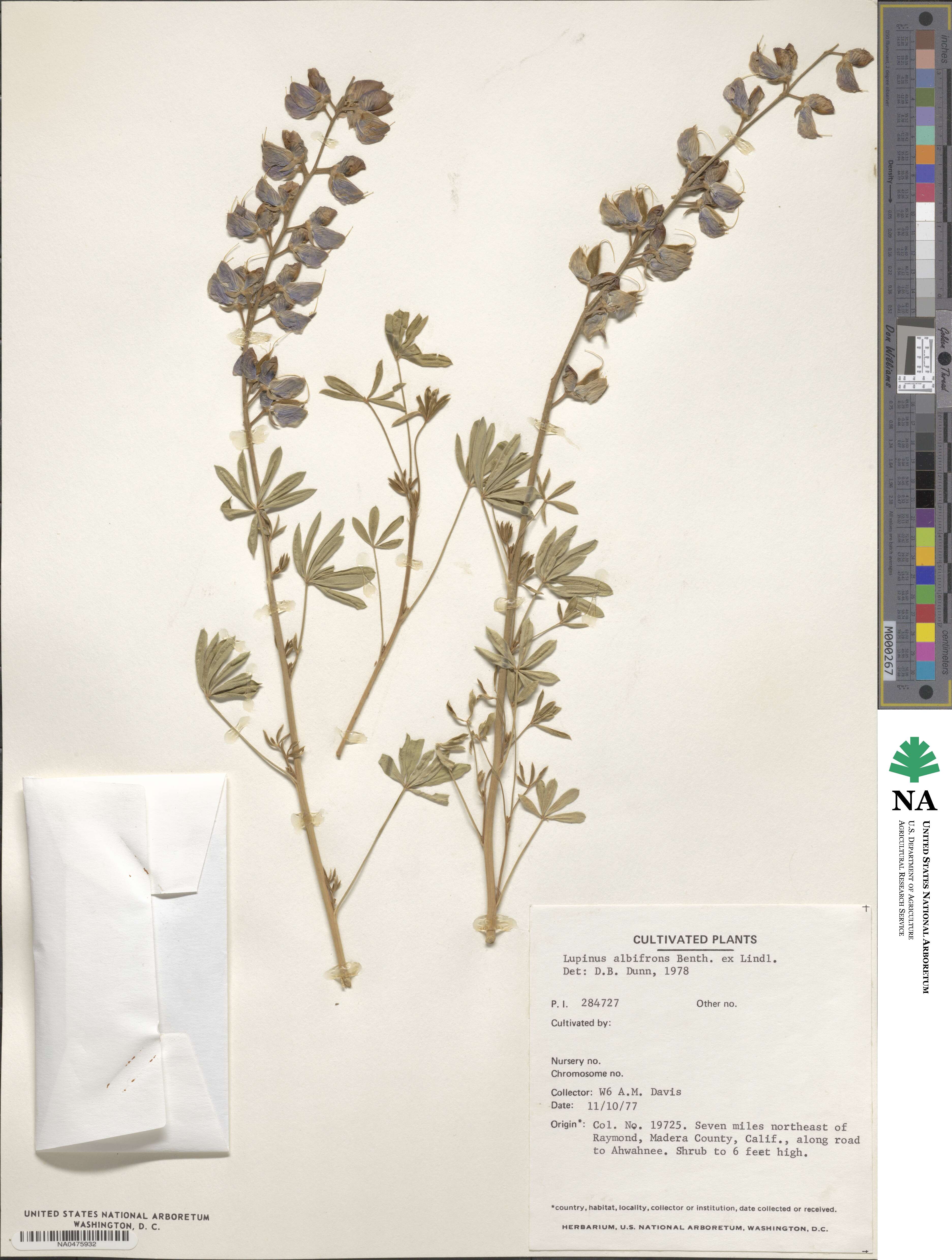 Lupinus albifrons image
