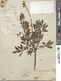 Lupinus albus image