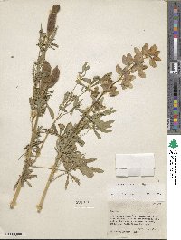 Lupinus albus image