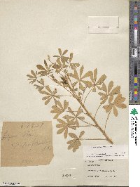 Lupinus albus image