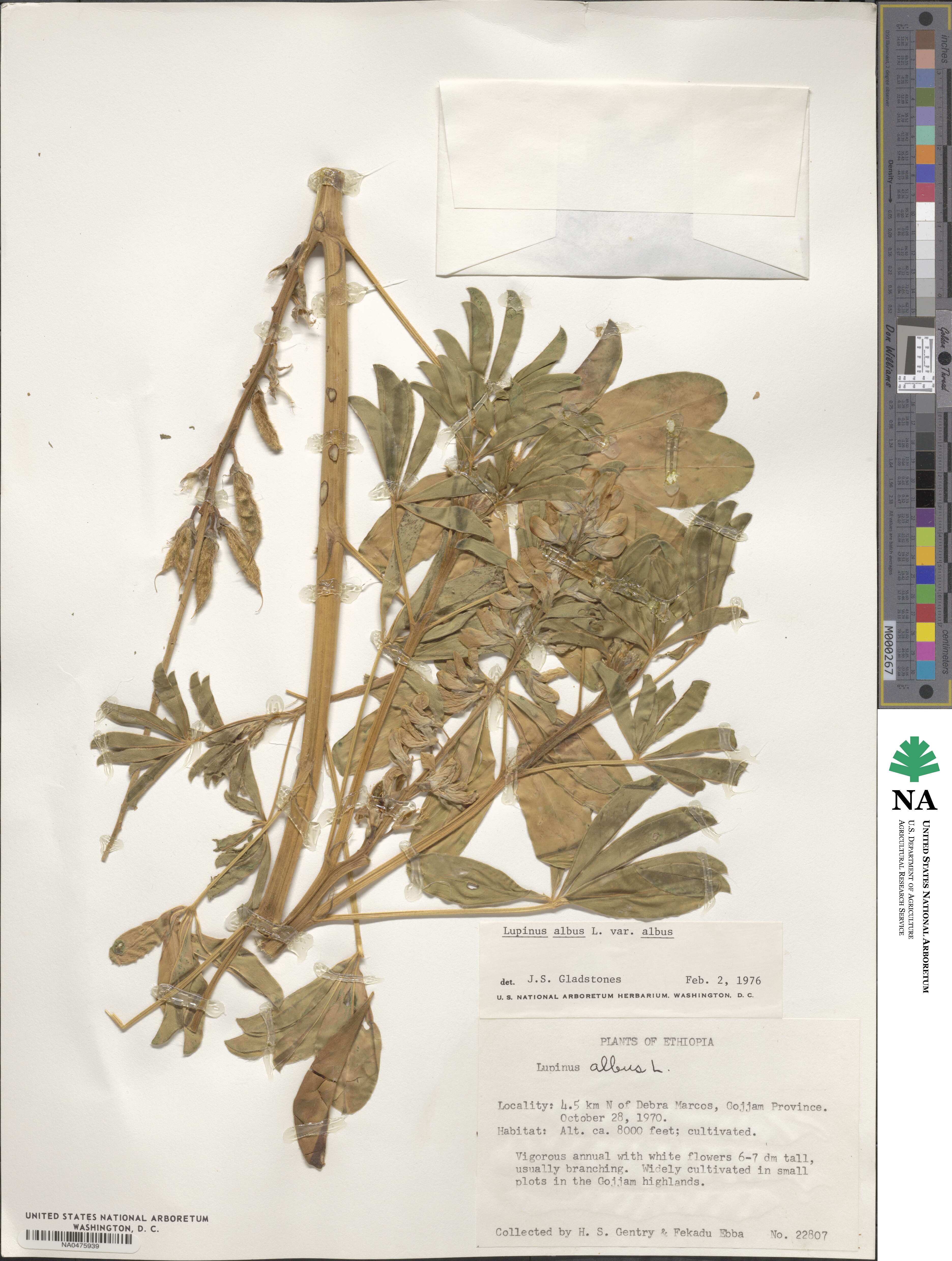 Lupinus albus var. albus image