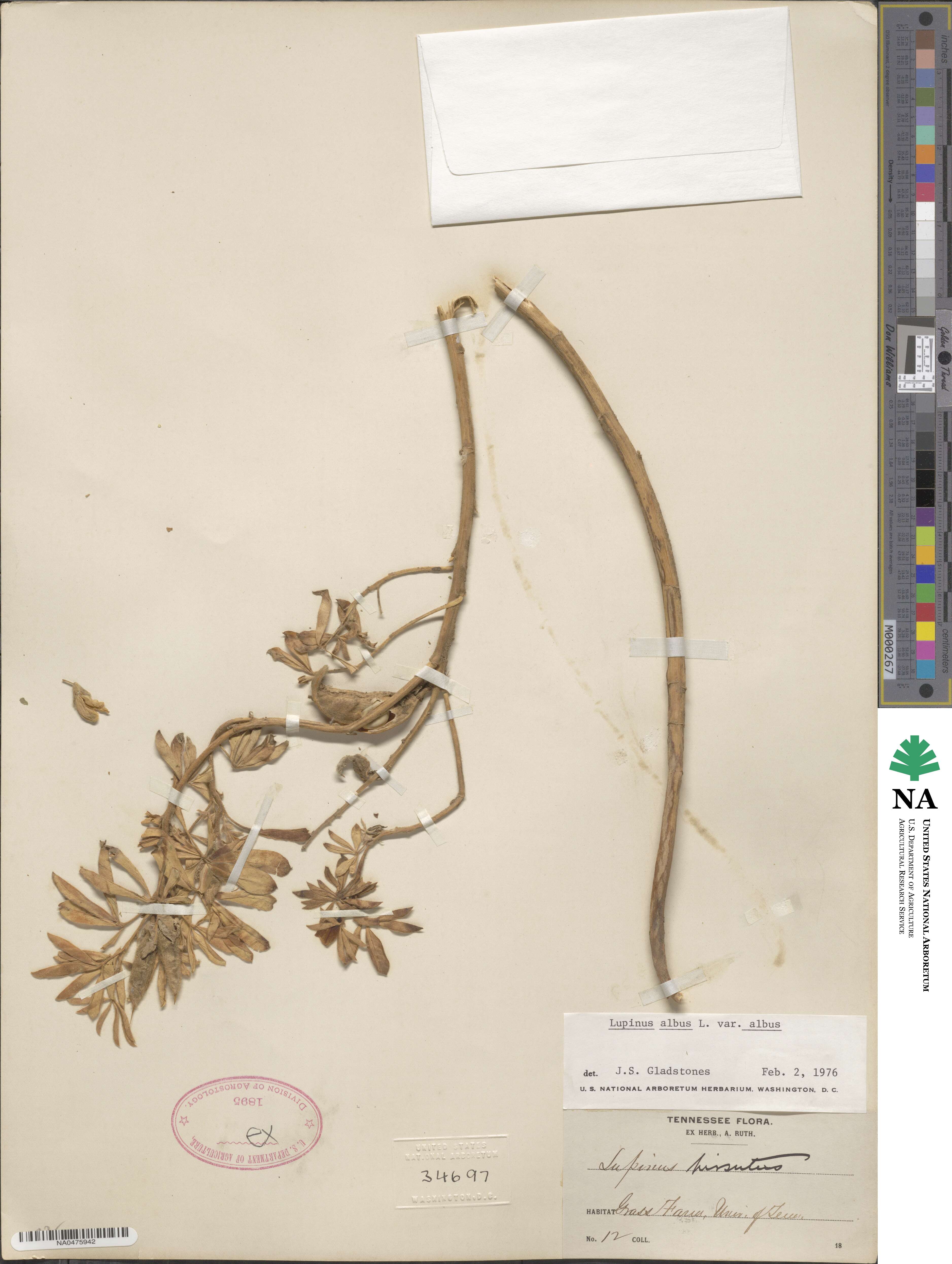 Lupinus albus var. albus image