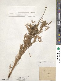 Lupinus angustifolius image