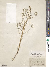 Lupinus angustifolius image