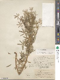 Lupinus angustifolius image