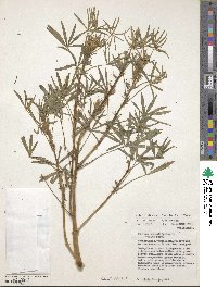 Lupinus angustifolius image