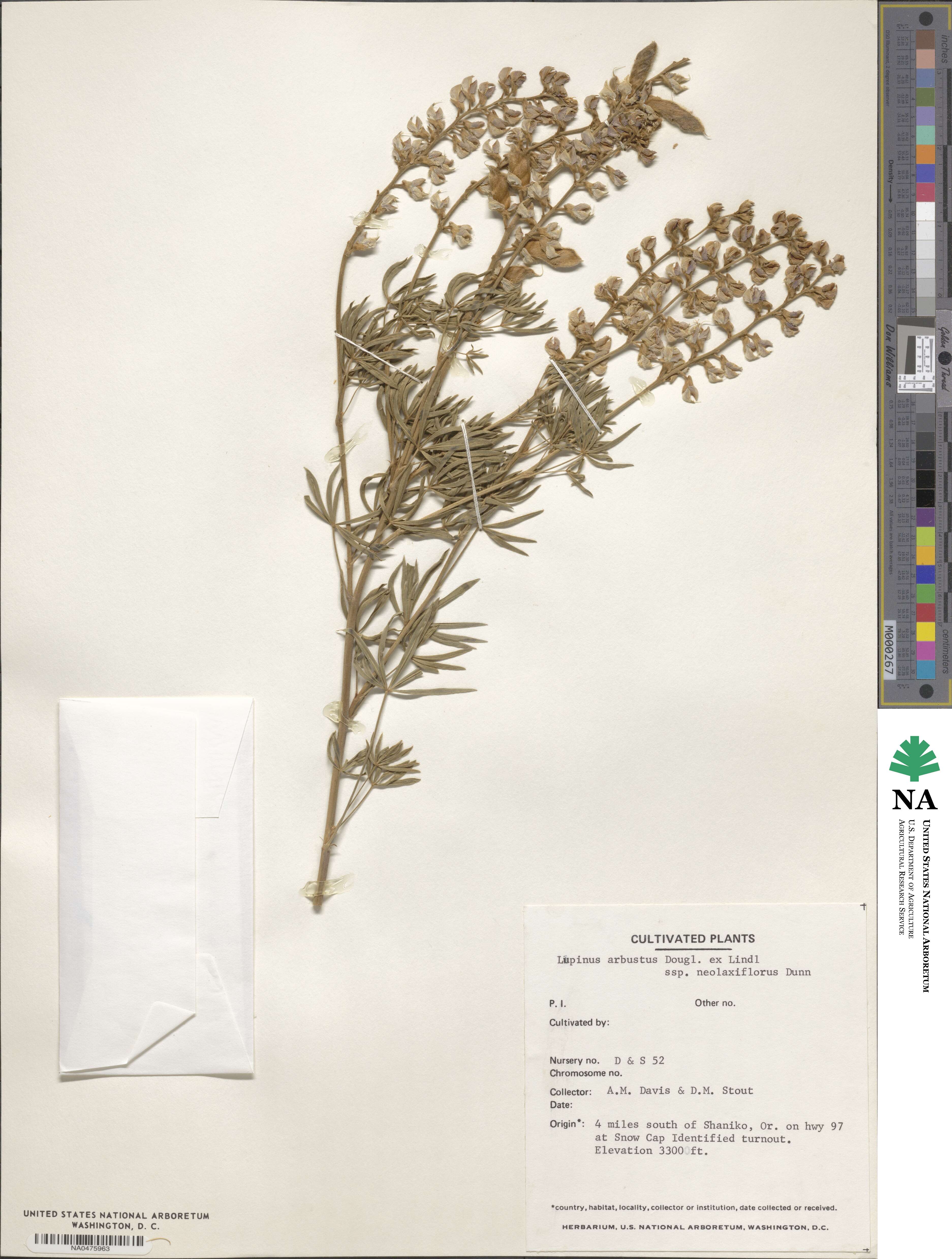 Lupinus arbustus subsp. neolaxiflorus image