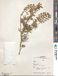 Lupinus arbustus image