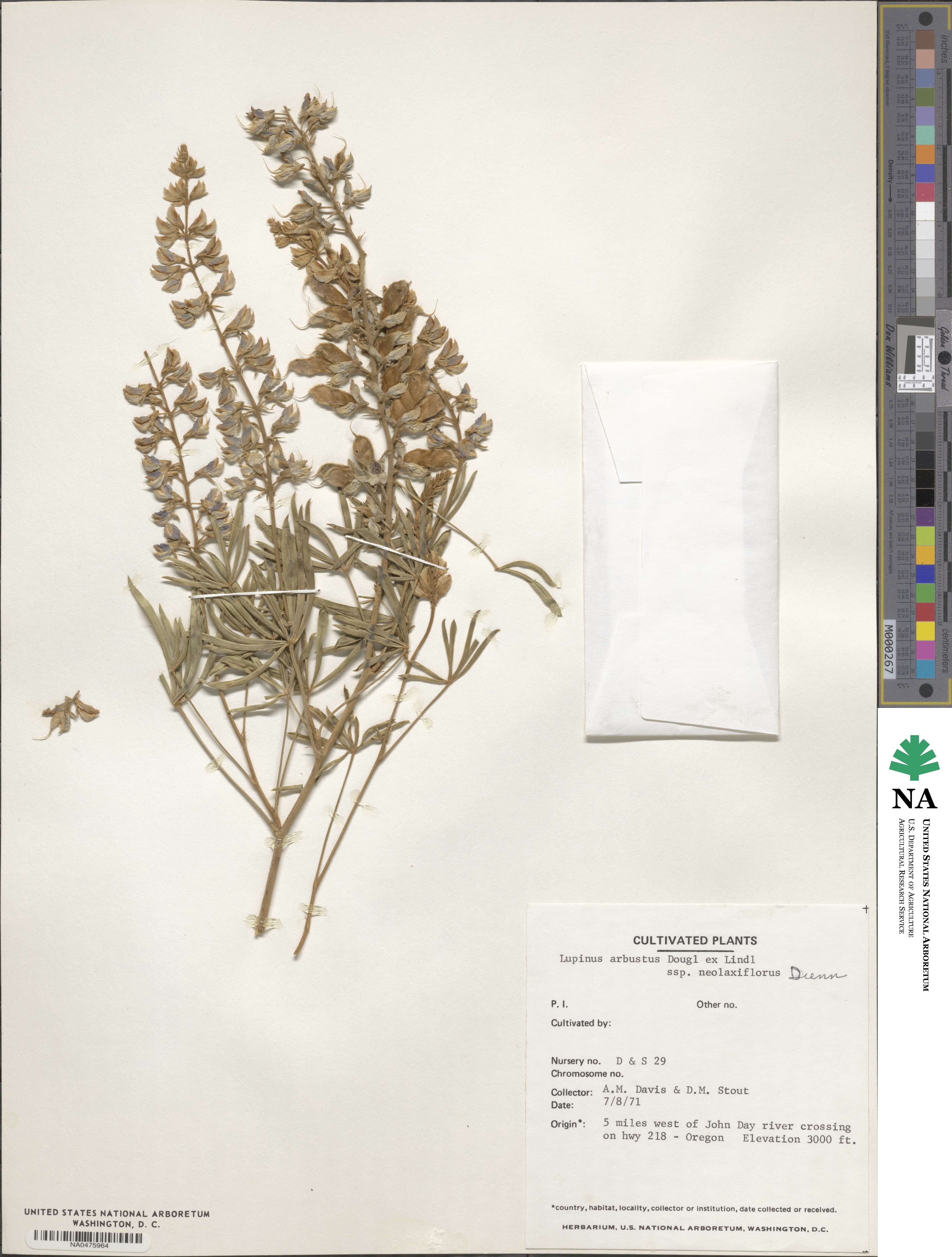 Lupinus arbustus image