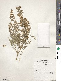 Lupinus arbustus subsp. neolaxiflorus image