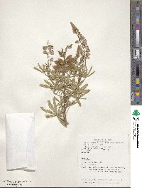 Lupinus argenteus var. rubricaulis image