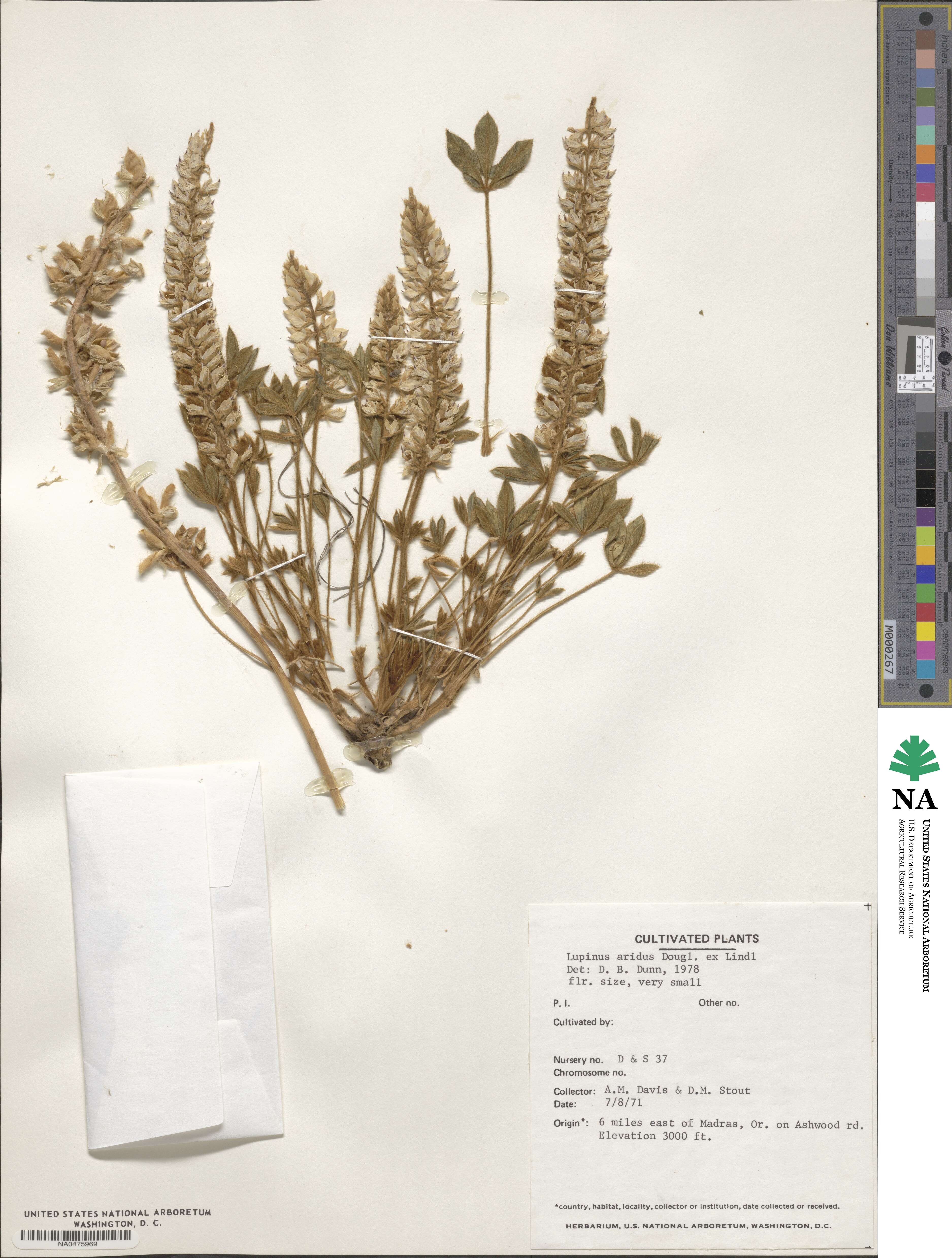 Lupinus aridus image