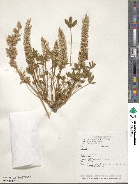 Lupinus aridus image