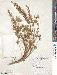 Lupinus aridus image