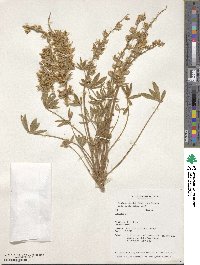 Lupinus aridus image